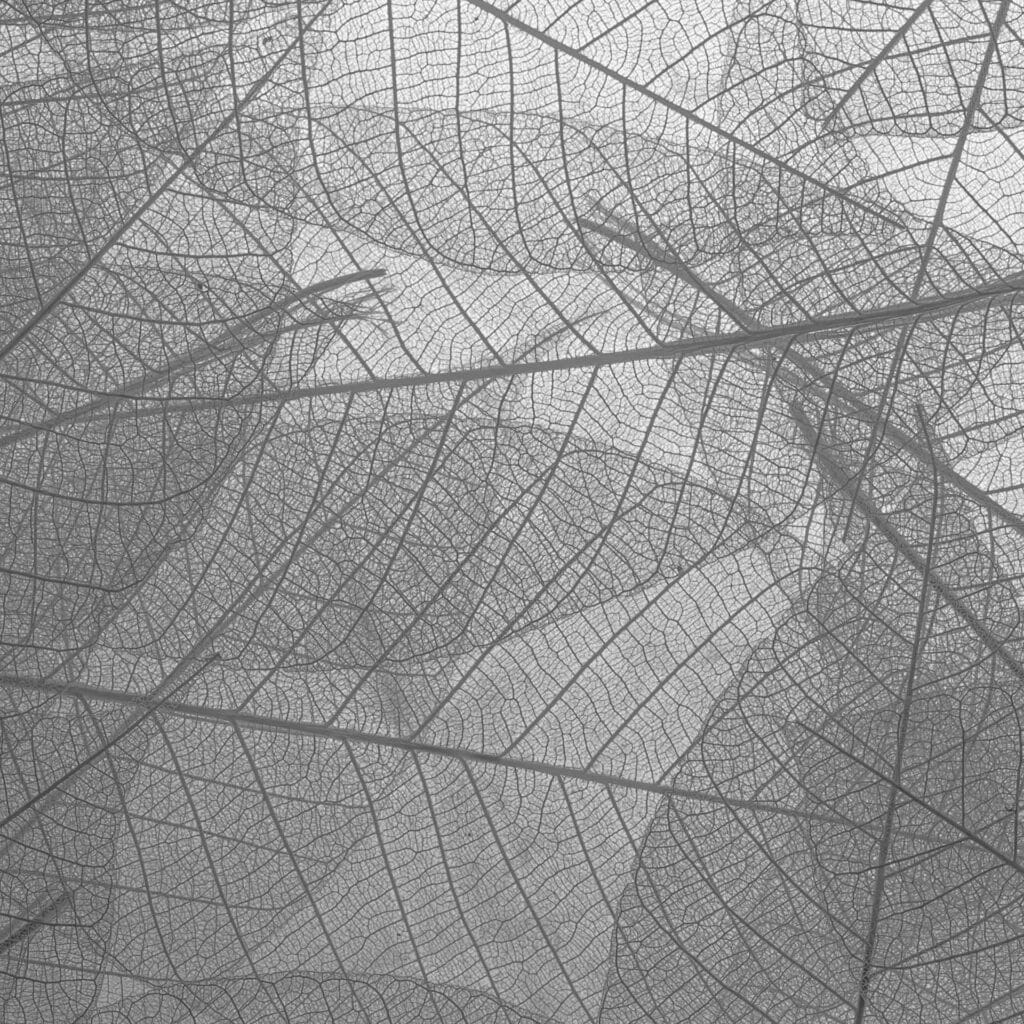 Fein strukturierte Blätterdecke, Silhouette der Blattrippen, monochrome Naturaufnahme.